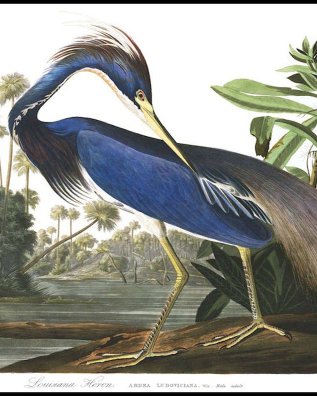 John James Audubon - Louisiana Heron Poster