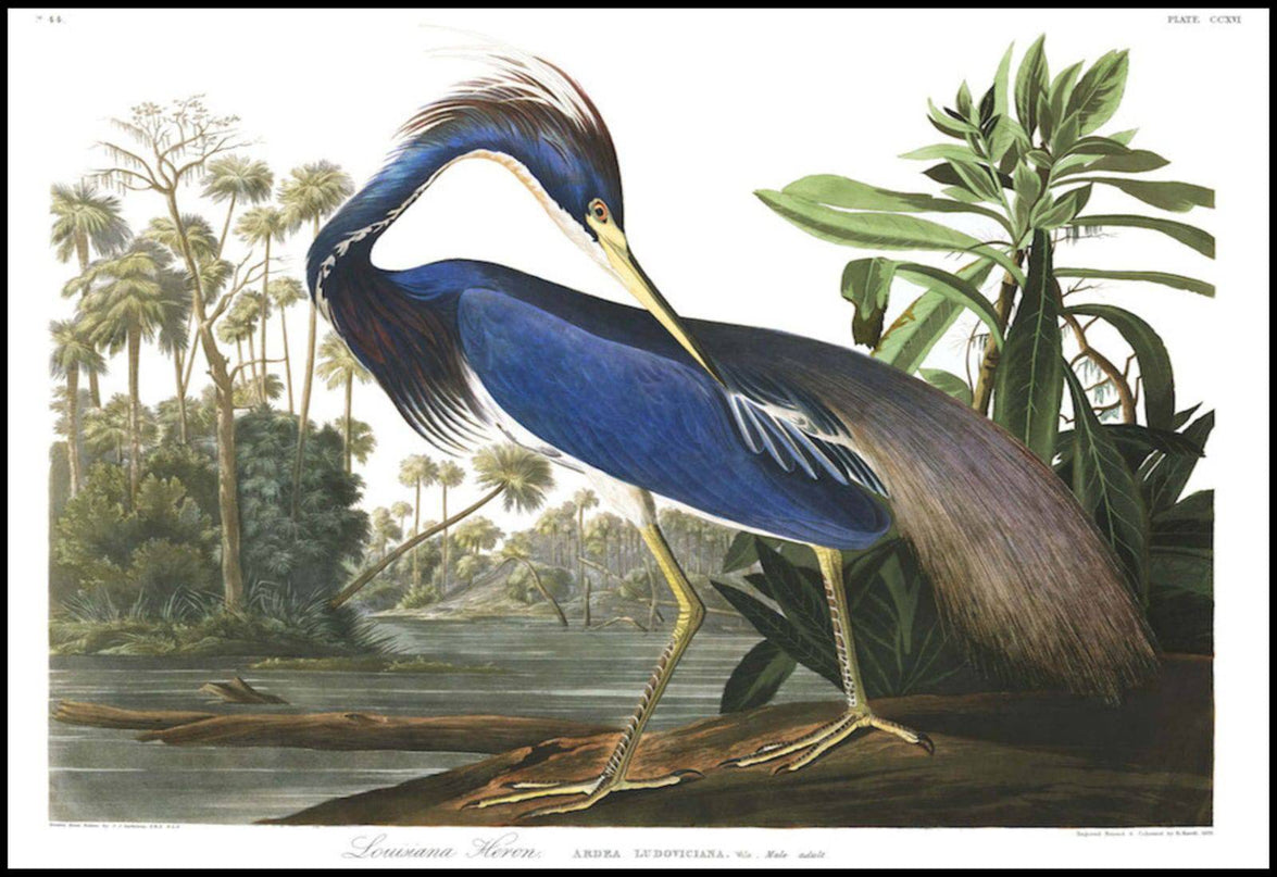 John James Audubon - Louisiana Heron Poster