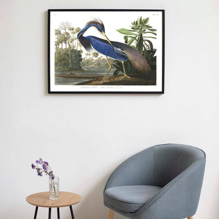 John James Audubon - Louisiana Heron Poster