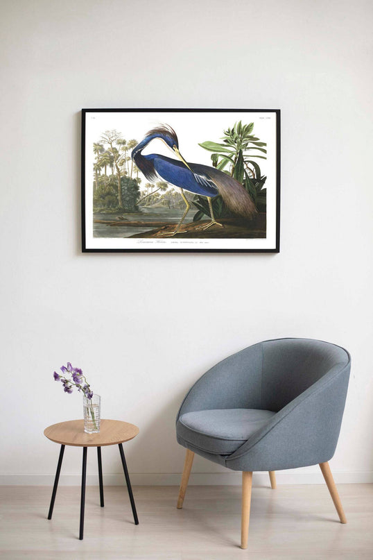 John James Audubon - Louisiana Heron Poster