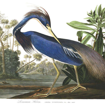 John James Audubon - Louisiana Heron Poster