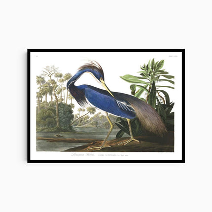 John James Audubon - Louisiana Heron Poster