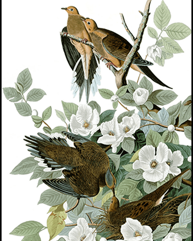 John James Audubon - Mourning Dove 'Zenaida macroura'
