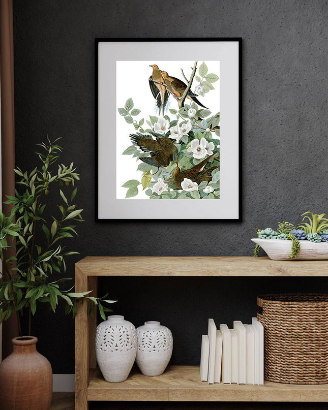 John James Audubon - Mourning Dove 'Zenaida macroura'