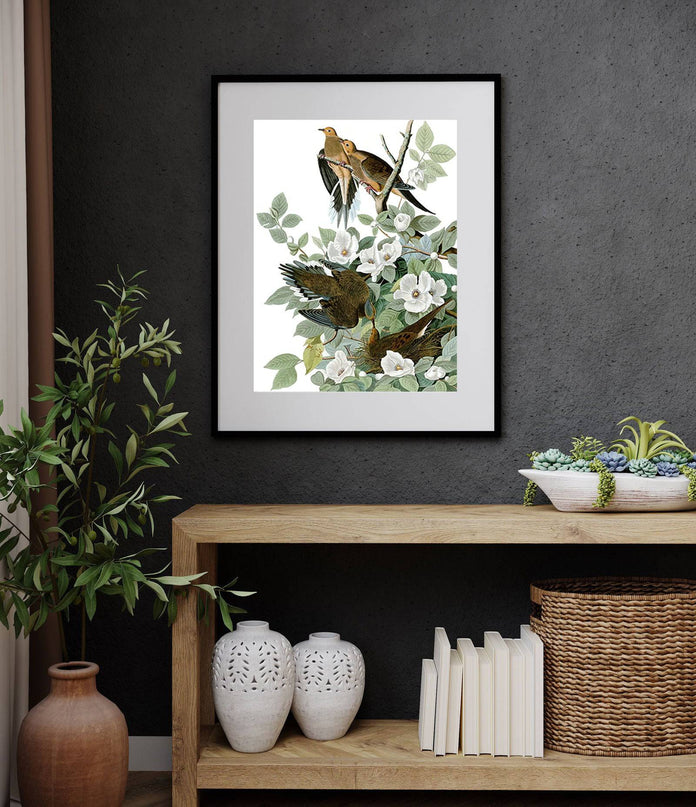John James Audubon - Mourning Dove 'Zenaida macroura'