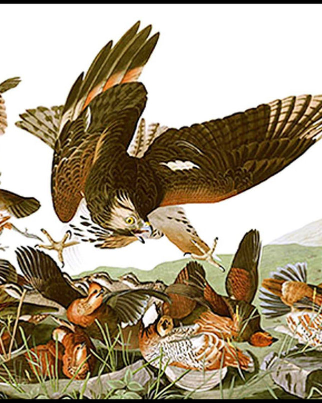 John James Audubon - Plate 76 - Birds of America