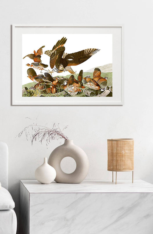 John James Audubon - Plate 76 - Birds of America