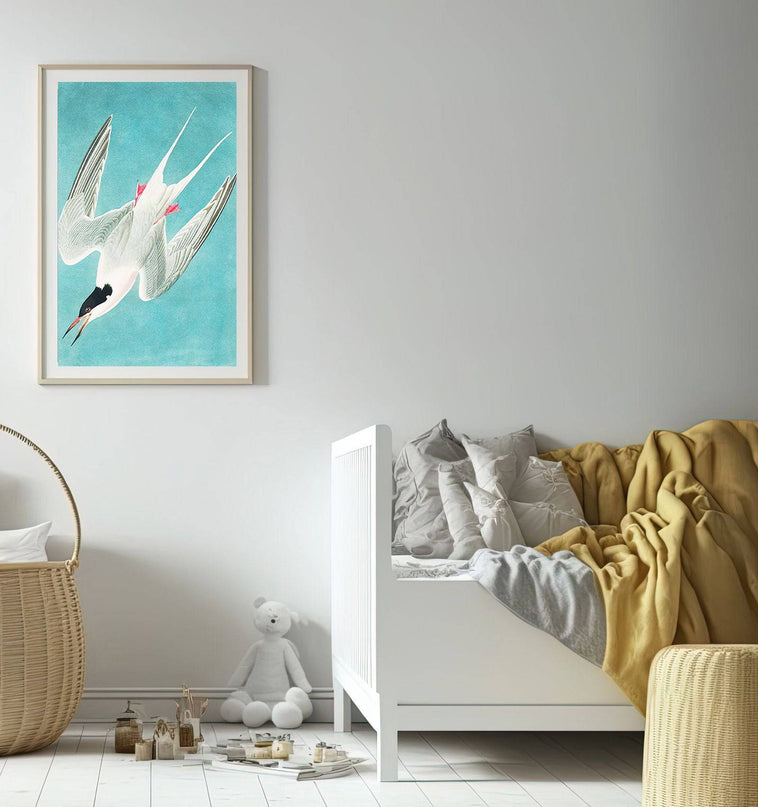 John James Audubon - Roseate Tern