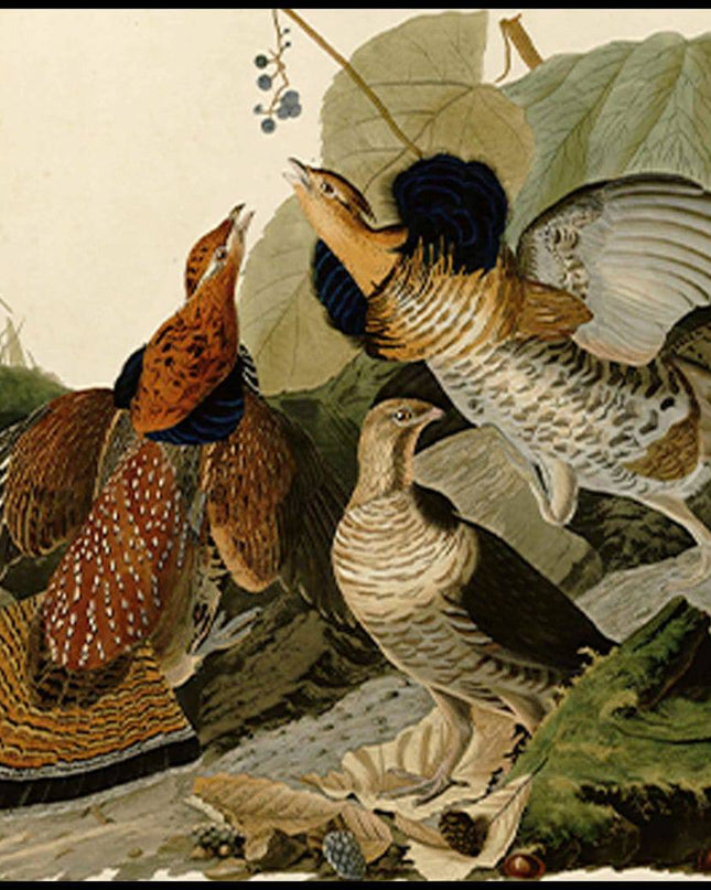 John James Audubon - Ruffed Grouse