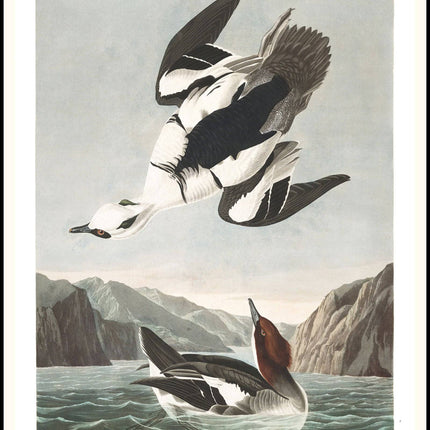 John James Audubon - Smew or White Nun Poster