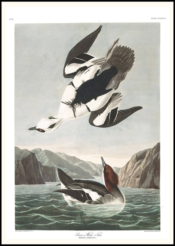 John James Audubon - Smew or White Nun Poster