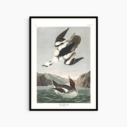 John James Audubon - Smew or White Nun Poster