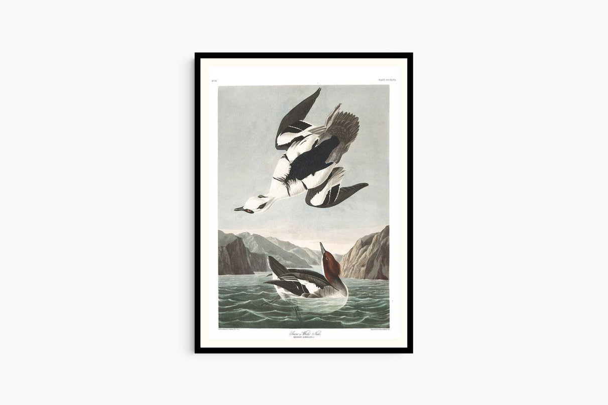 John James Audubon - Smew or White Nun Poster