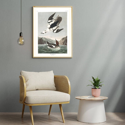 John James Audubon - Smew or White Nun Poster
