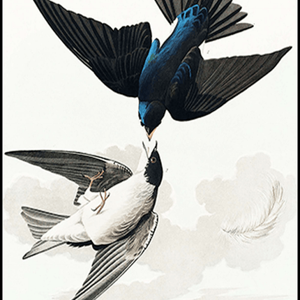 John James Audubon - White-bellied Swallow from Birds of America