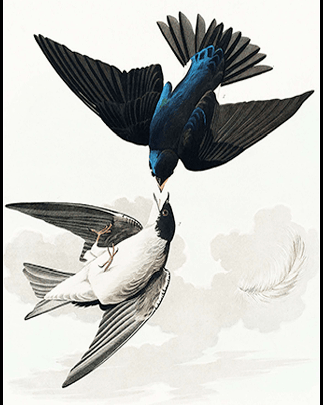 John James Audubon - White-bellied Swallow from Birds of America