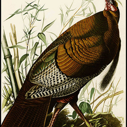 John James Audubon - Wild Turkey
