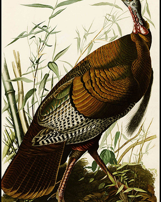 John James Audubon - Wild Turkey