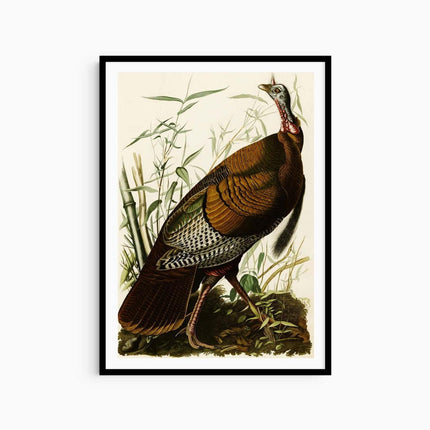 John James Audubon - Wild Turkey
