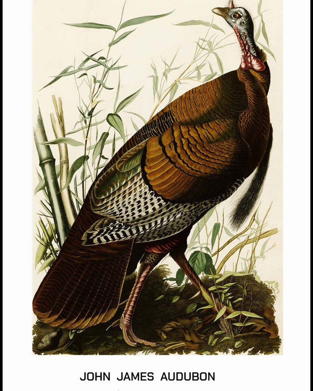 John James Audubon - Wild Turkey Poster