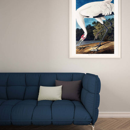 John James Audubon - Wooping Crane Poster