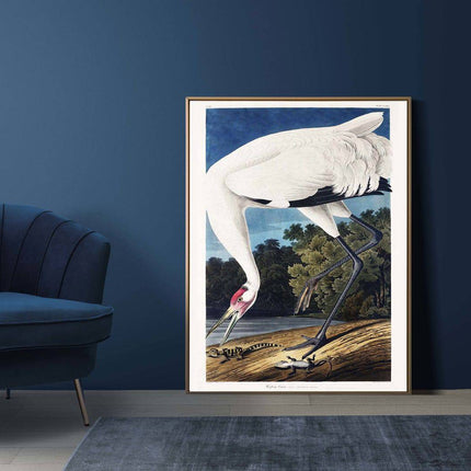 John James Audubon - Wooping Crane Poster