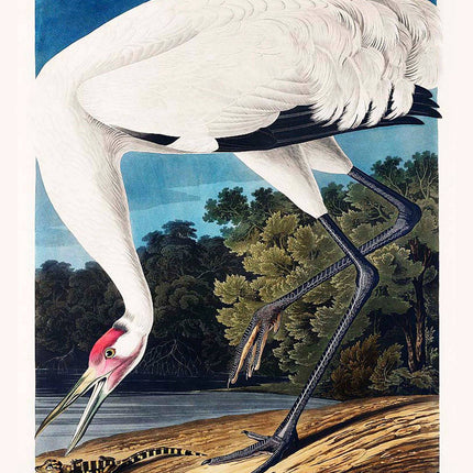 John James Audubon - Wooping Crane Poster