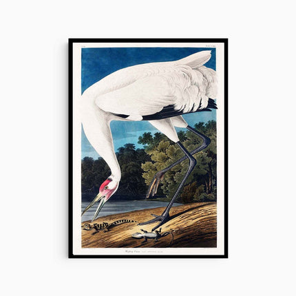 John James Audubon - Wooping Crane Poster