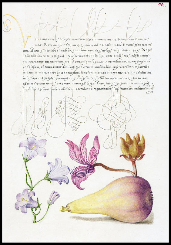 Joris Hoefnagel - Rampion, Dittany, and Pear poster