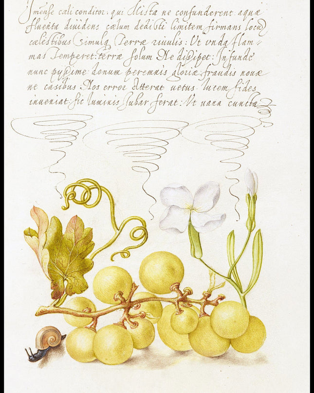 Joris Hoefnagel - Wine Grape, Gillyflower, and Land Snail Poster