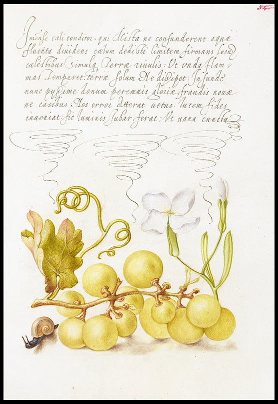 Joris Hoefnagel - Wine Grape, Gillyflower, and Land Snail Poster