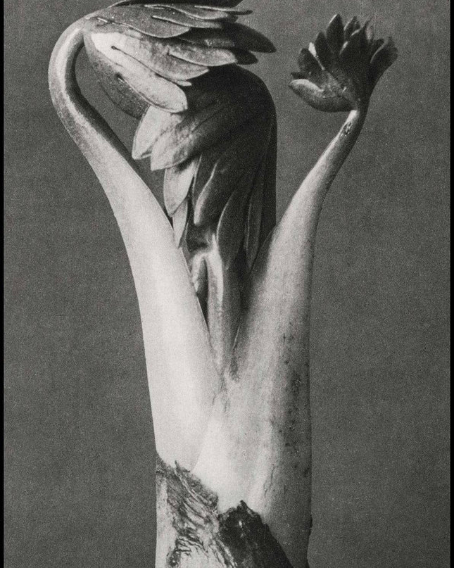Karl Blossfeldt - Aconitum