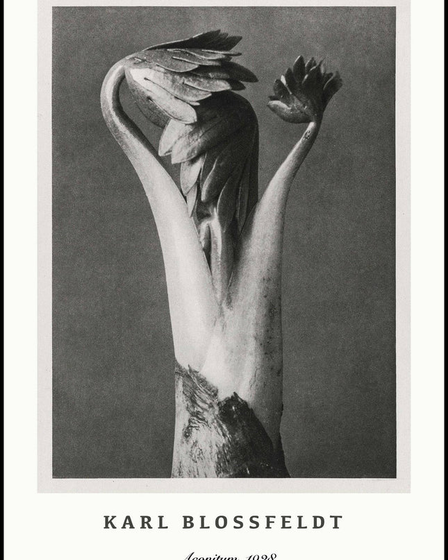 Karl Blossfeldt - Aconitum Poster