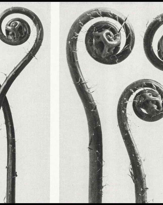 Karl Blossfeldt - Adiantum Pedatum