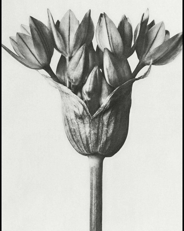 Karl Blossfeldt - Allium Ostroroskianum