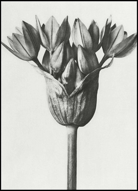 Karl Blossfeldt - Allium Ostroroskianum