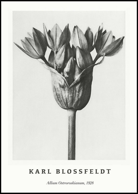 Karl Blossfeldt - Allium Ostroroskianum Poster