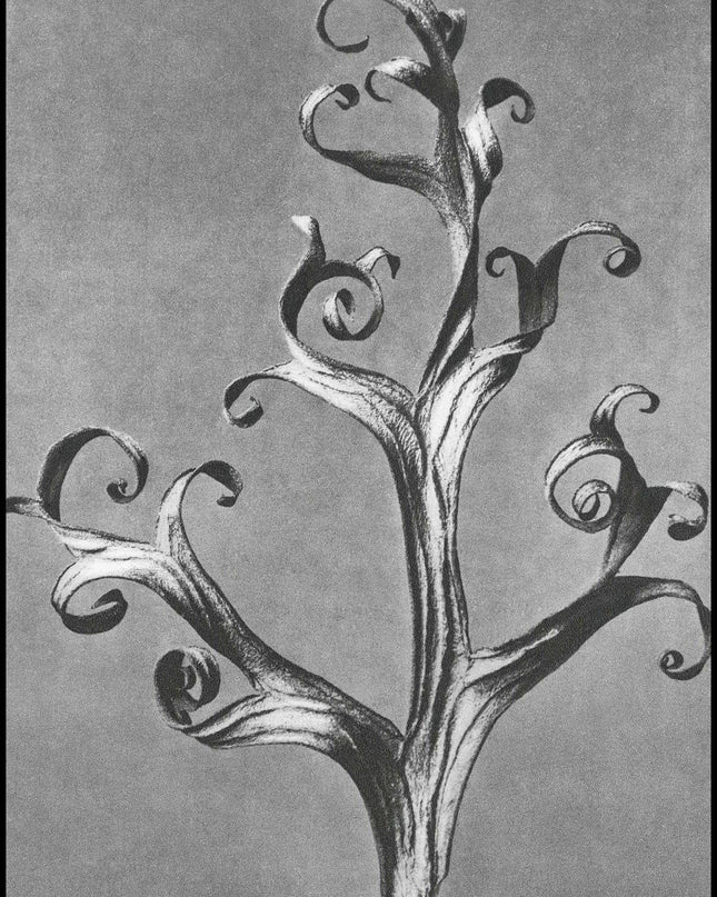 Karl Blossfeldt - Delphinium 'Larkspur'