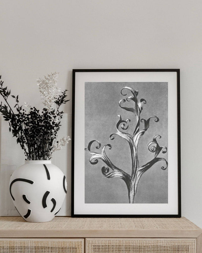 Karl Blossfeldt - Delphinium 'Larkspur'