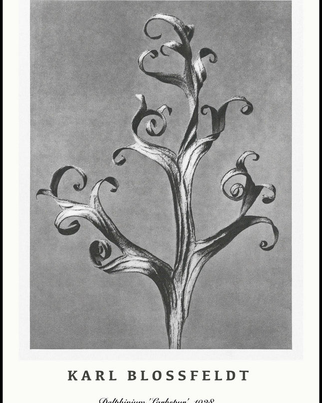 Karl Blossfeldt - Delphinium 'Larkspur' Poster