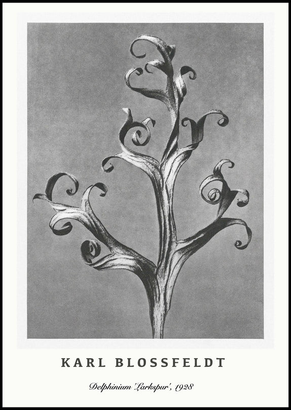 Karl Blossfeldt - Delphinium 'Larkspur' Poster