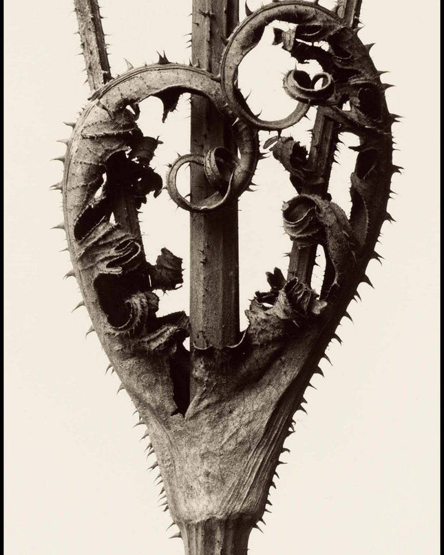 Karl Blossfeldt - Dipsacus Laciniatus