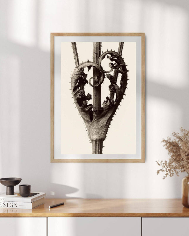 Karl Blossfeldt - Dipsacus Laciniatus