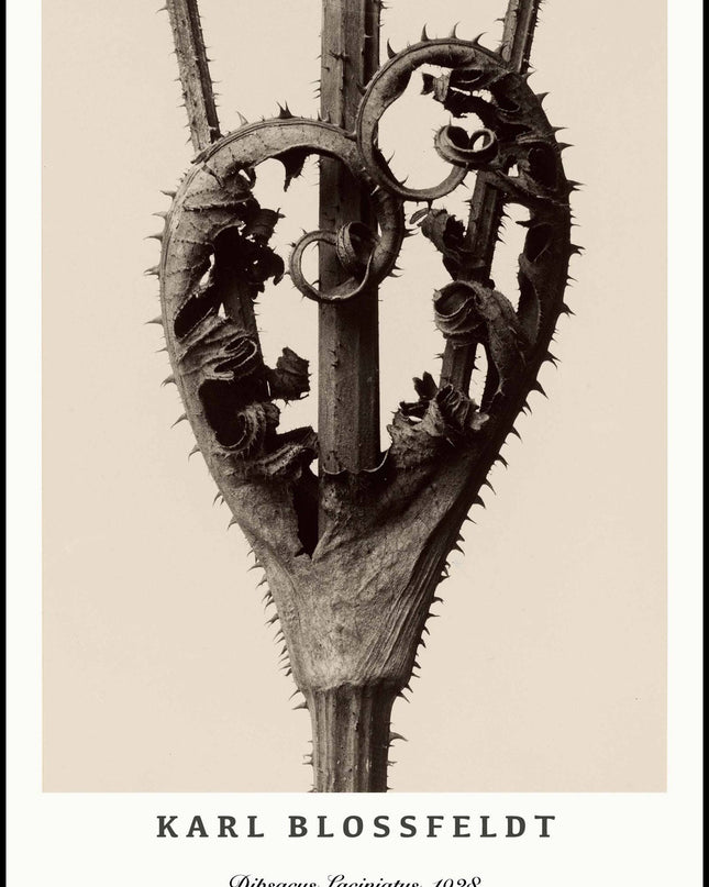 Karl Blossfeldt - Dipsacus Laciniatus Poster