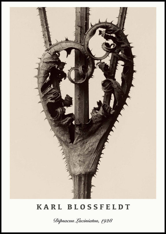 Karl Blossfeldt - Dipsacus Laciniatus Poster