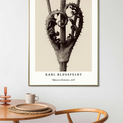 Karl Blossfeldt - Dipsacus Laciniatus Poster