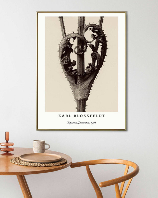 Karl Blossfeldt - Dipsacus Laciniatus Poster