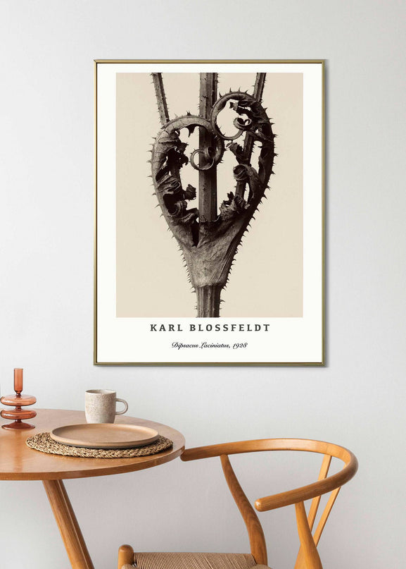 Karl Blossfeldt - Dipsacus Laciniatus Poster