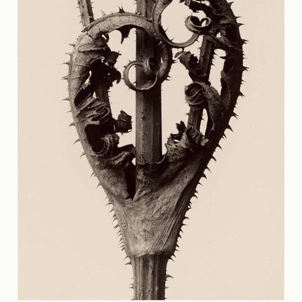 Karl Blossfeldt - Dipsacus Laciniatus Poster