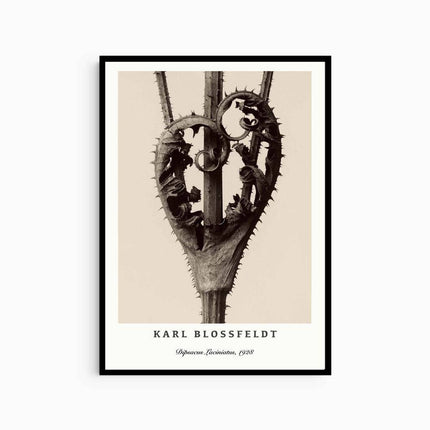 Karl Blossfeldt - Dipsacus Laciniatus Poster